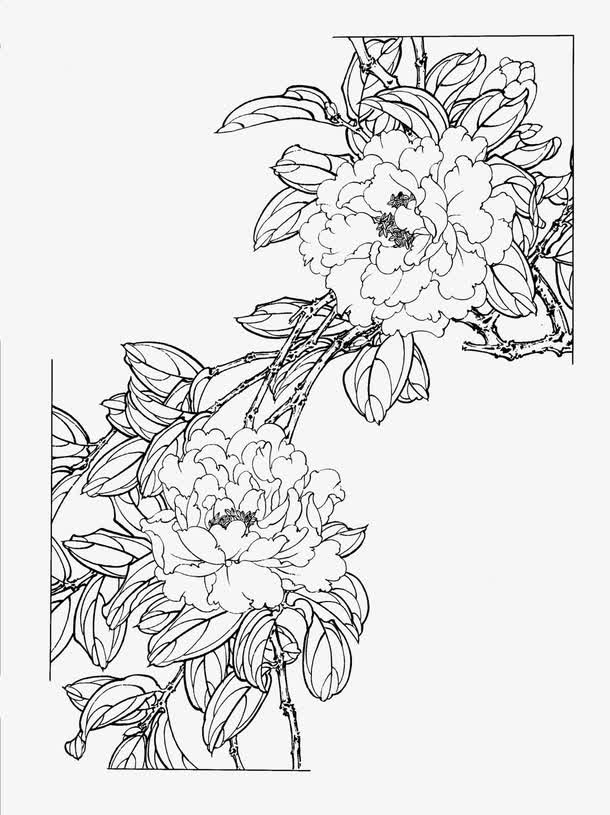 关键词 : 茶花,花卉线稿,白描[声明] 觅元素所有素材为用户免费分享