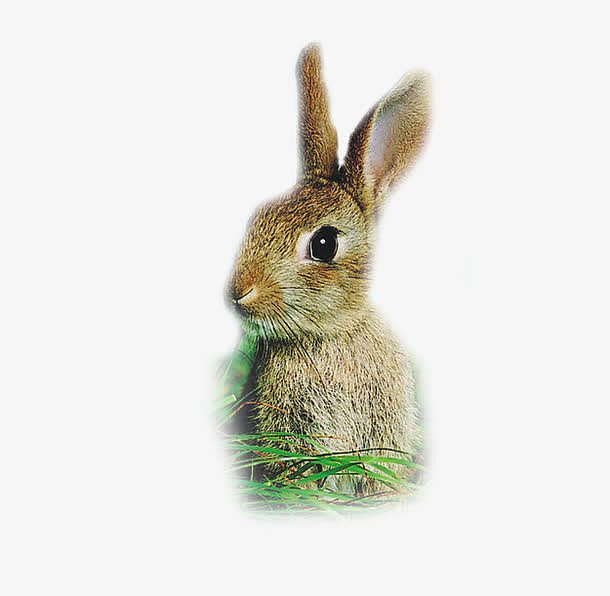 兔子爱草丛