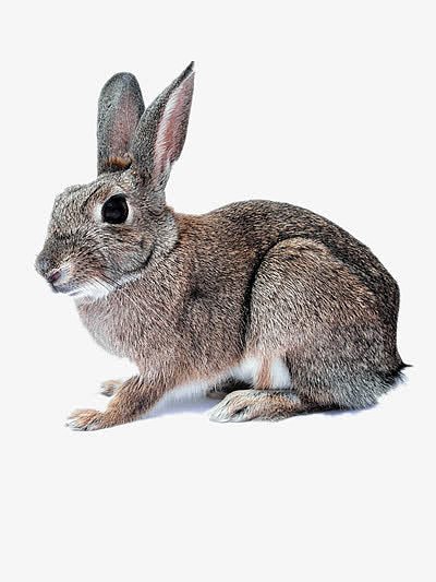 可爱灰色长耳兔