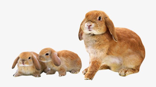 三只小兔