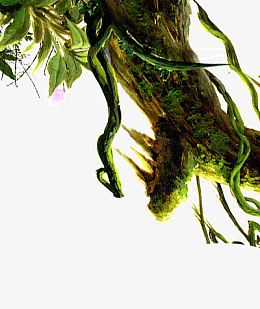 倒挂的树根