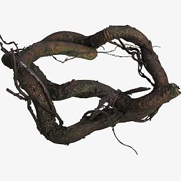 粗壮的树根