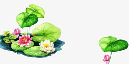 池子里的荷花图片素材