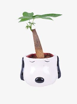 一株滴水观音