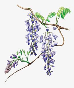 紫藤花插画图片素材