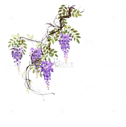 藤蔓紫藤花图片素材