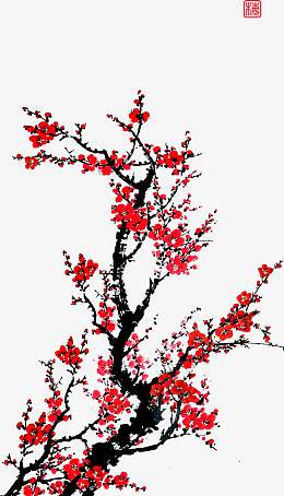 花朵 花卉 梅花