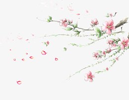 墙角梅花