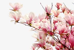 梅花
