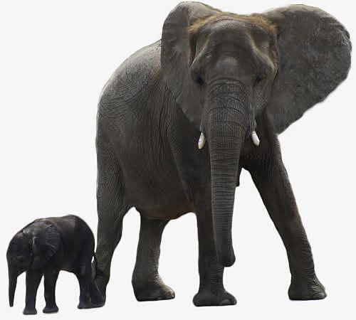 非洲森林象妈妈和小象宝宝