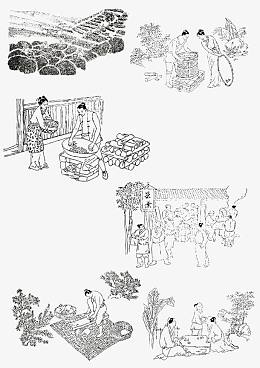 古代制茶工艺线描画矢量素材