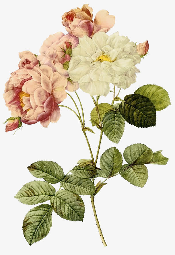 手绘月季花图案素材免费下载_觅元素