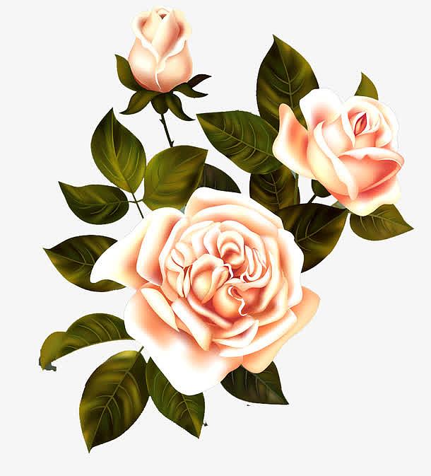 唯美粉色浪漫玫瑰花