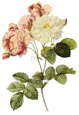 手绘月季花图案