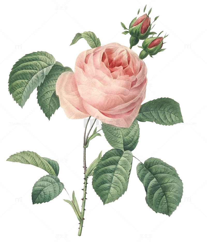 手绘水彩花卉玫瑰月季