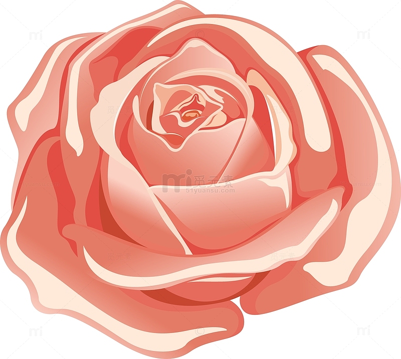 矢量粉色玫瑰