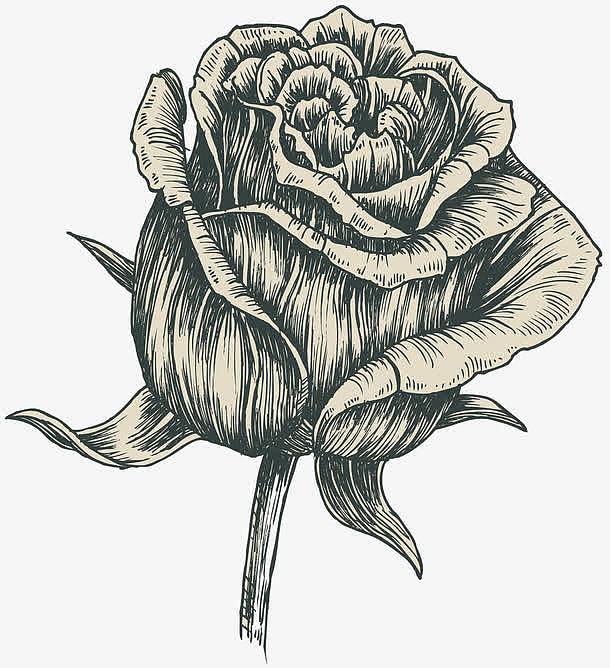 素描手绘单枝玫瑰花