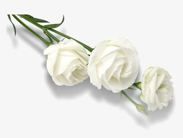 手绘白玫瑰免抠素材免费下载_觅元素51yuansu.com