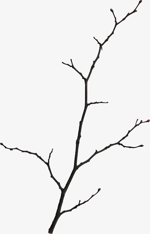 树枝盆景实物图png干枝装饰品与空白装饰画背景素材jpg白色装潢客厅