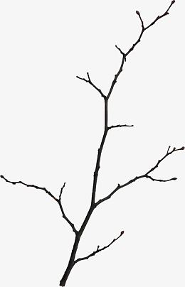 枯枝素材图片