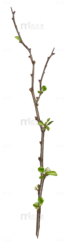 细枝素材图片
