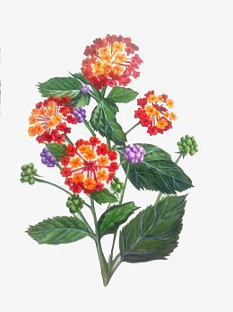 手绘绣球花