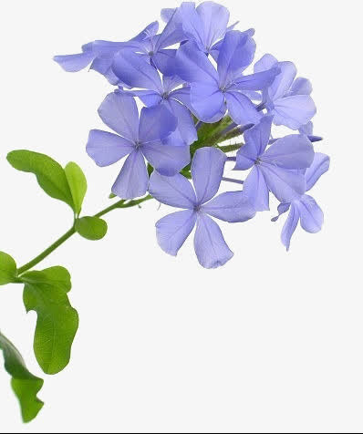 小紫花免抠素材免费下载_觅元素51yuansu.com