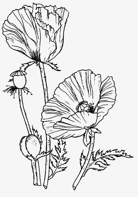 关键词 : 素描,黑白,荷花,莲子[声明] 觅元素所有素材为用户免费分享