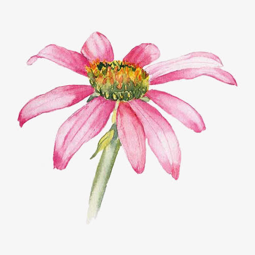 手绘粉色小雏菊