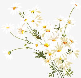 手绘小雏菊