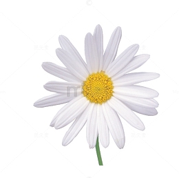 白色野菊花