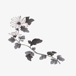 雏菊