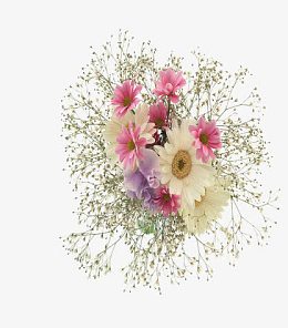 菊花和小雏菊鲜花