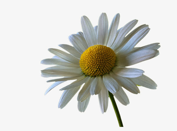 白色小雏菊素材免费下载_觅元素