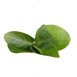 抹茶叶子