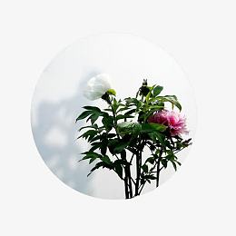 画好月圆效果