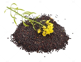 油菜籽PNG图片