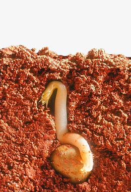 黄色土壤里的发芽种子