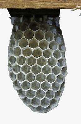 蜂窝