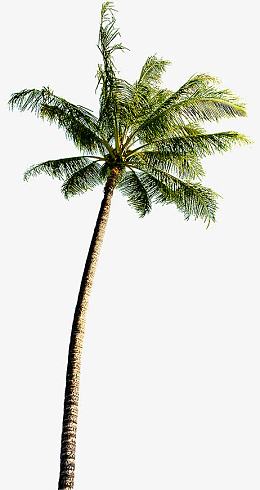 夏日摄影棕树沙滩