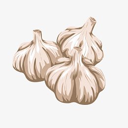 矢量手绘大蒜