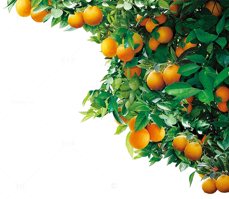 树木橘子树