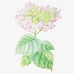 粉色绣球花