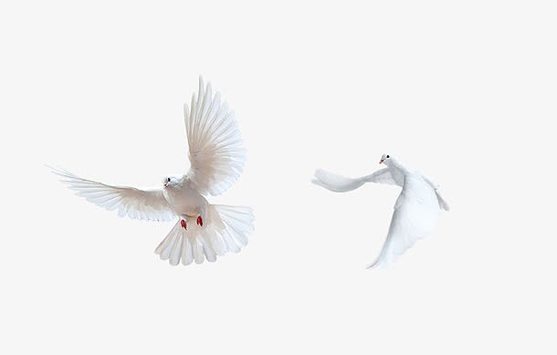 白色和平鸽