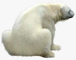 呆坐的北极熊