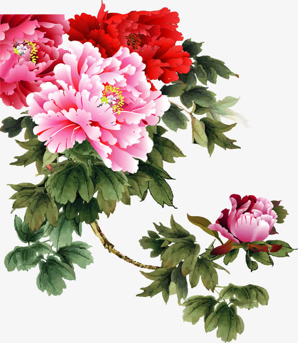 矢量手绘富贵花开