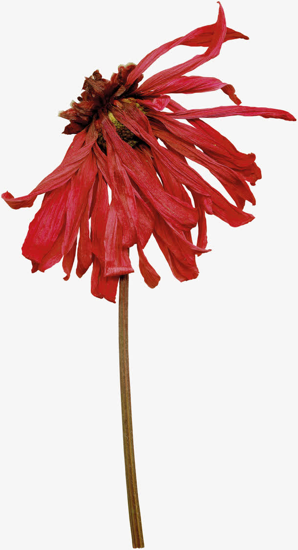 红花素材免费下载_觅元素