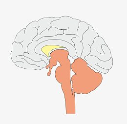 矢量卡通图案医疗解剖