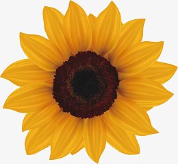 手绘太阳花成熟