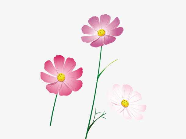 小太阳花素材图片